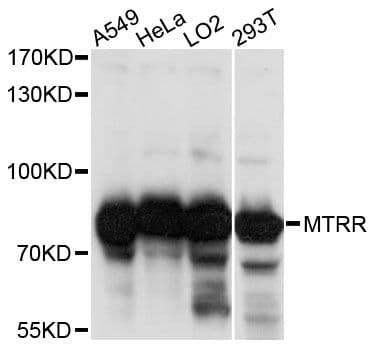 MTRR Antibody