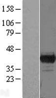 PBK / TOPK Protein (Over-Expression Lysate Myc-DDK (Flag))