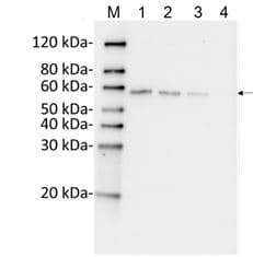 DYKDDDDK Tag Antibody (clone 114F12C8, HRP)