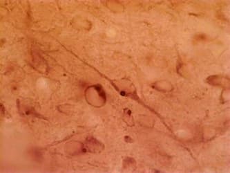 Monoclonal Mouse anti-Rat HAP1 Antibody (clone 1B6, IHC, WB)