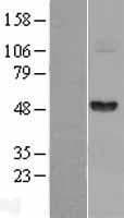 FGG / Fibrinogen Gamma Protein (Over-Expression Lysate Myc-DDK (Flag))