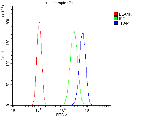 MtTFA / TFAM Antibody (aa214-241)