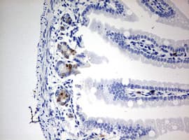 BrdU Antibody (clone 7F12)