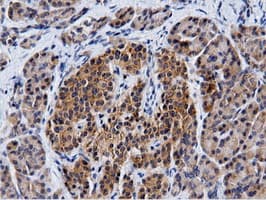 CBWD1 Antibody (clone OTI3F9)