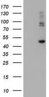 CPA2 Antibody (clone OTI1D8)