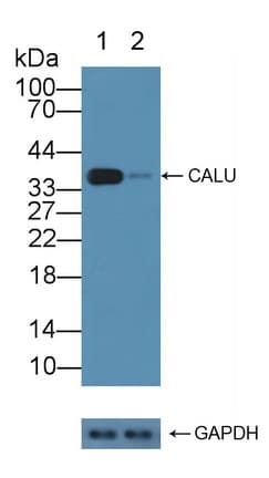 CALU / Calumenin Antibody (aa20-315)