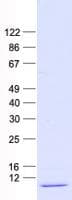 Human NEDD8 Protein (Recombinant His, N-Terminal)