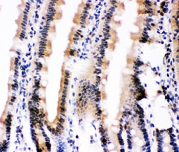 Ubiquitin Antibody (aa77-152)