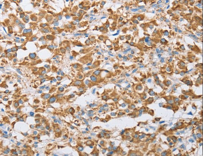 CENPO Antibody