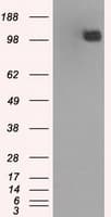 BUB1B / BubR1 Antibody (clone OTI3D9)