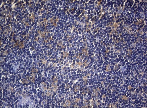 CDCA8 / Borealin Antibody (clone OTI7G7)