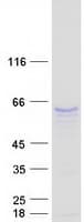 Human TRAF6 Protein (Recombinant Myc-DDK (Flag))
