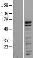 PRR14 Protein (Over-Expression Lysate Myc-DDK (Flag))