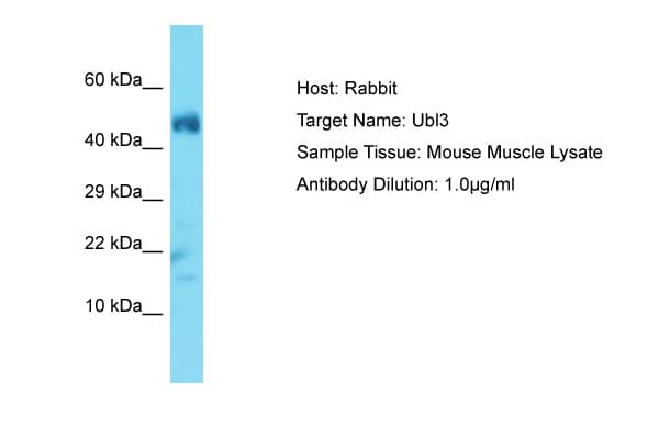 Polyclonal Rabbit anti-Mouse UBL3 Antibody (N-Terminus, WB)