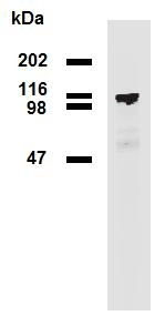 PDE8A Antibody (clone EM-52)