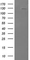 PIK3CG / PI3K Gamma Antibody (clone OTI4G10)