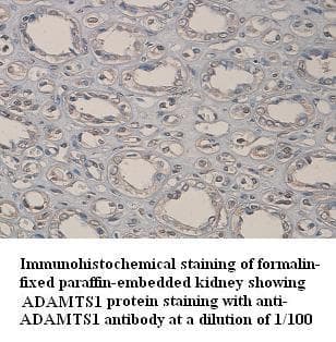 ADAMTS1 Antibody