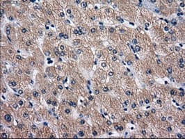 RPA2 / RFA2 / RPA34 Antibody (clone OTI10G1)