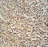 MLZE Antibody (aa218-246)