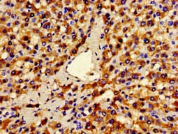 ANO1 / DOG1 / TMEM16A Antibody