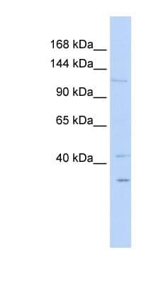WWP1 Antibody (N-Terminus)