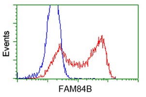 FAM84B Antibody (clone OTI10F2)