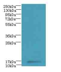 Polyclonal Rabbit anti-Human MRPL51 Antibody (IHC, WB)