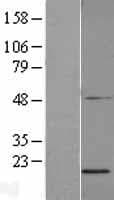 SDHAF2 Protein (Over-Expression Lysate Myc-DDK (Flag))