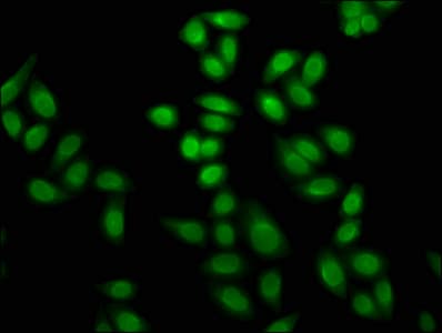 Polyclonal Rabbit anti-Human HIST1H4I Antibody (IF, WB)