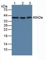 MBP Antibody (clone C3, Cy3)