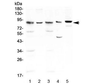 NOX4 Antibody