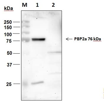 S. aureus MRSA Strain Antibody (Preservative Free)