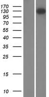 FMN1 Protein (Over-Expression Lysate Myc-DDK (Flag))