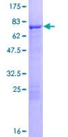 Human TEKT2 Protein (Recombinant GST)
