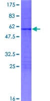Human MXD3 / MAD3 Protein (Recombinant GST)