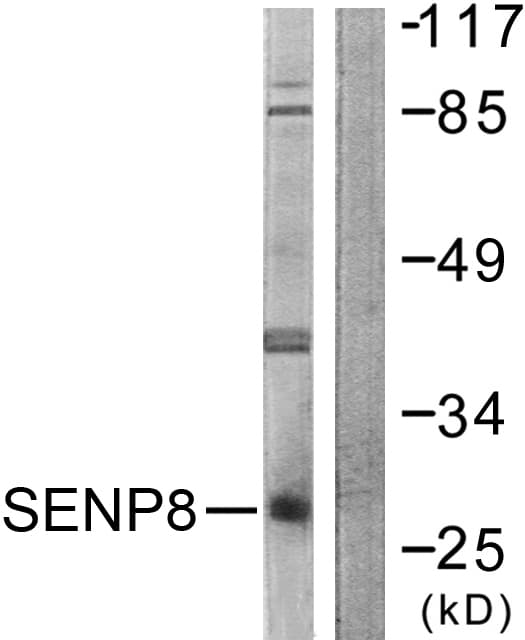 IHC-plus™ SENP8 Antibody (aa161-210)