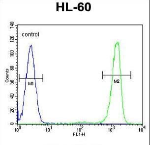 ITIH1 Antibody (aa606-635)