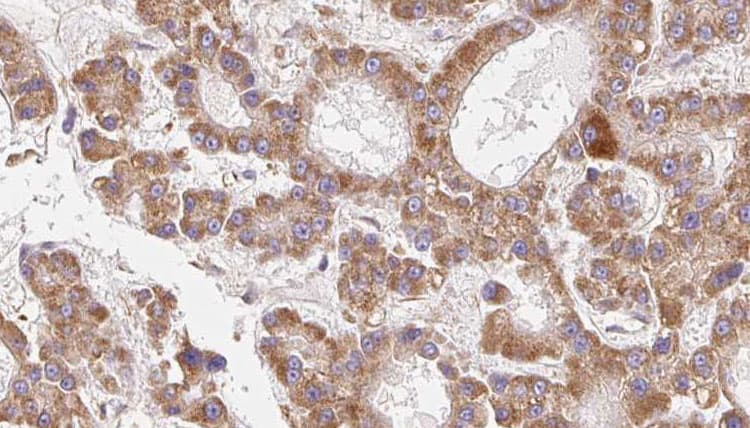 CEACAM20 Antibody