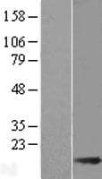 ACOT13 / THEM2 Protein (Over-Expression Lysate Myc-DDK (Flag))