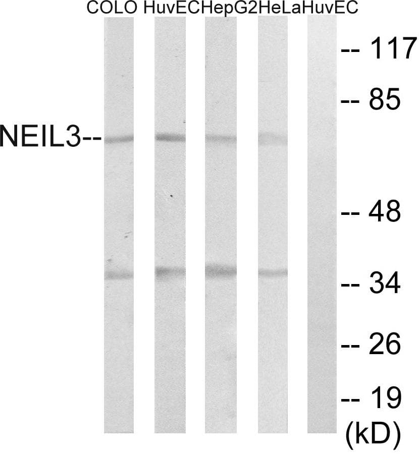 Polyclonal Rabbit anti-Human NEI3 / NEIL3 Antibody (WB)