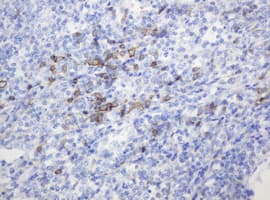 CD99 Antibody (clone OTI4E1)