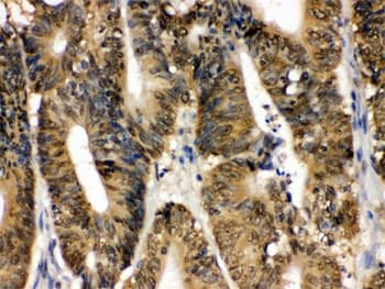 MAPK13 / p38delta Antibody