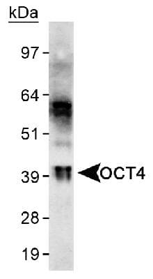 POU5F1 / OCT4 Antibody (Internal, Biotin)