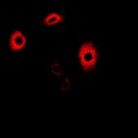 IHC-plus™ GATM / AGAT Antibody