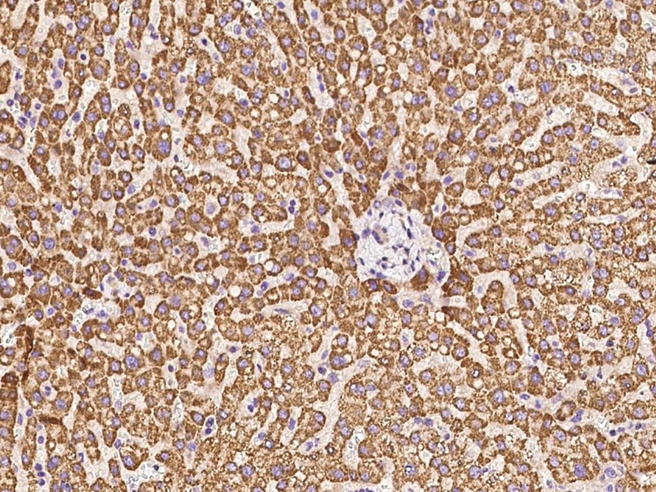 C16orf45 Antibody