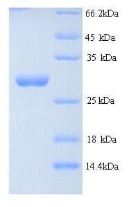 Streptomyces actuosus nosM Protein (Recombinant GST)