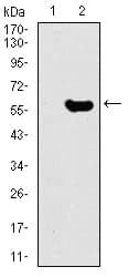 GNL3 / NS / Nucleostemin Antibody (aa1-226, clone 2C8D5)