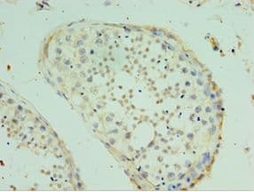 SPAG16 Antibody (aa1-183)