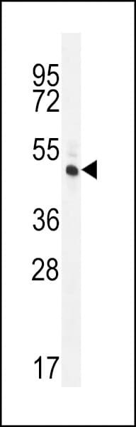 Polyclonal Rabbit anti-Human RINL Antibody (aa14-43, WB)