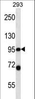PSMD2 Antibody (aa6-35)